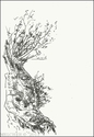 Olive%20Tree%20-%20Majorca (thumbnail)