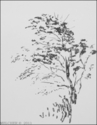 Tree (thumbnail)