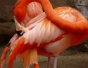 curves, lines, flowing, dynamic, color, colors, soothing, striking, impact, pink, flamingo, repose, janice, bachardy, designs, creations, fine, art, photography -  Photography