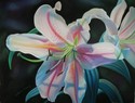 Stargazer (thumbnail)