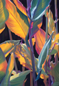 Tropicana (thumbnail)