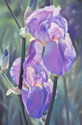 The%20Color%20Purple (thumbnail)