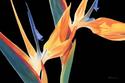 Birds%20of%20a%20Feather (thumbnail)