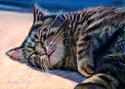 Julene Smith - Animals Painting Petals, Paws, Auction, Northwest Arkansas Animal Rescue, Spay, neuter, The Vineyard, Julene Baker, Red Ball Productions. - Animals Painting