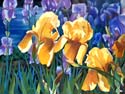 Iris%20Garden (thumbnail)