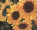 Sun%20Kissed (thumbnail)