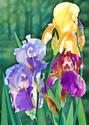 Iris%20Medley (thumbnail)