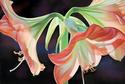 Trumpets%20Ole (thumbnail)