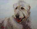 Irish Wolfhound