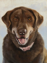 Painting--Pastels-AnimalsCallie