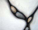 Belonging%20II (thumbnail)