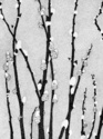 Popped Pussywillows 1