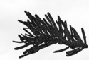 Pine Bit # 5