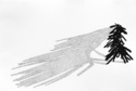 shadow pine bit #1