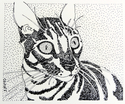 Tiger Eyes