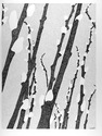Pussywillows #1