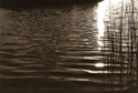Ripples