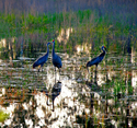 Sandhill Cranes