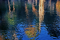 Spanish Moss 