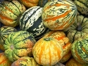 joseph silverberg - acorn squash