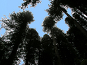 Tall%20Redwoods (thumbnail)