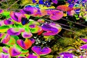 Koy%20Pond (thumbnail)