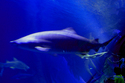 Shark%20Tank%203 (thumbnail)