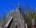 Fence%20Grass%20Blue (thumbnail)