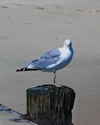 Gull%20on%20Post (thumbnail)
