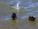 Gull%20Family%20Swim (thumbnail)