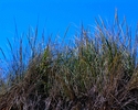 Sea%20Grass%20%26%20Blue%20Sky (thumbnail)