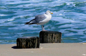 Gull%20Sideways (thumbnail)