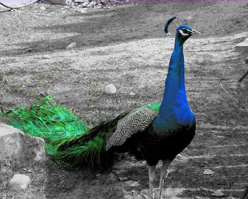Peacock%20on%20Black%20%26%20White (large view)