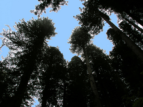 Tall%20Redwoods (large view)