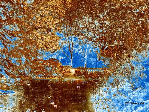 Zoo%20Pond (large view)
