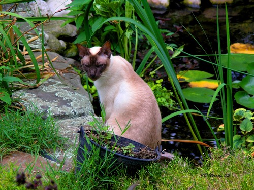 %20Kat%20%26%20Koy (large view)