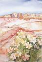 Desert Flowers