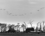 Sandhill Cranes/Platte Valley