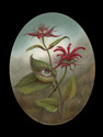 Bee%20Balm (thumbnail)