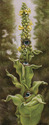 Mullein (thumbnail)