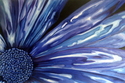 Blue Flower