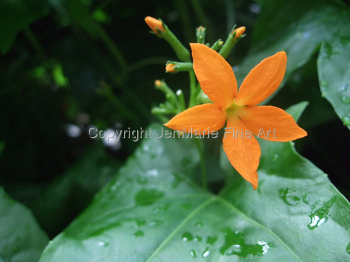 Photography-Floral-Orange Flower