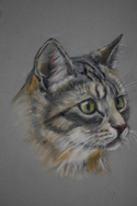 Cat%20in%20Pastel (thumbnail)