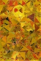 GOLDEN RULE GOLDEN%20RULE (thumbnail)