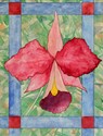CATALAYA%20ORCHID (thumbnail)
