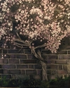 Pink%20Clematis%20on%20a%20Brick%20Wall (thumbnail)