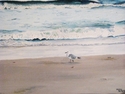 Sea%20Gull (thumbnail)