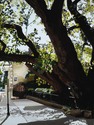 Charleston%2C%20near%20the%20Battery (thumbnail)