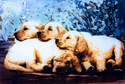 Golden Puppies Golden%20Puppies (thumbnail)