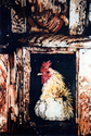 Rooster Rooster (thumbnail)